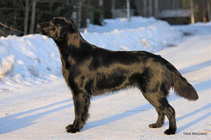 sile-karvainen-noutaja-palokallion-kennel